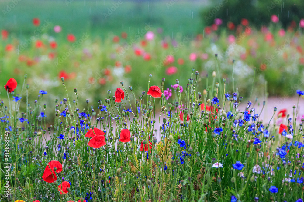 Fototapeta premium Red poppy flowers in a wild field. Vivid Poppies meadow in spring. Beautiful summer day. Beautiful red poppy flowers on green fleecy stems grow in the field. Scarlet poppy flowers in the sunset light