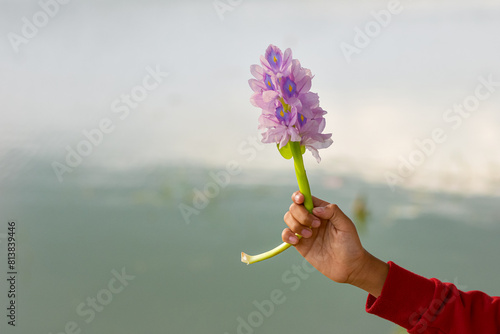 Hand holding water hyacinth flower (Eichhornia crassipes), beautiful flower