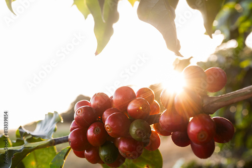 Frutos de café, Pôr do sol, Fazenda Minas Gerais, Brasil photo