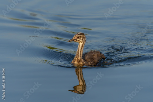 Juvenile Great Crested Grebe, waterbird (Podiceps cristatus) Great crested grebe youngster. Gelderland in the Netherlands.   