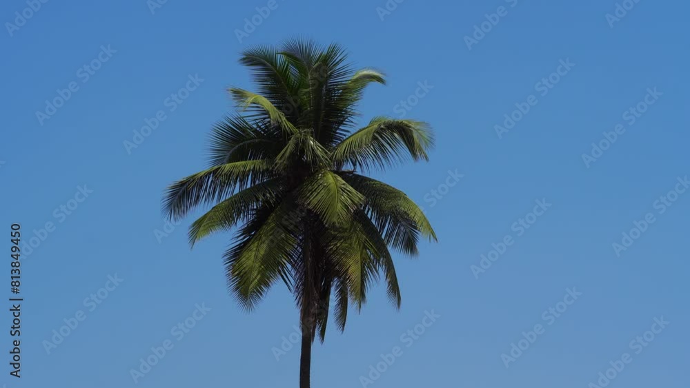 A coconut tree swaying in the wind slow motion video A coconut tree swaying in the wind slow motion video