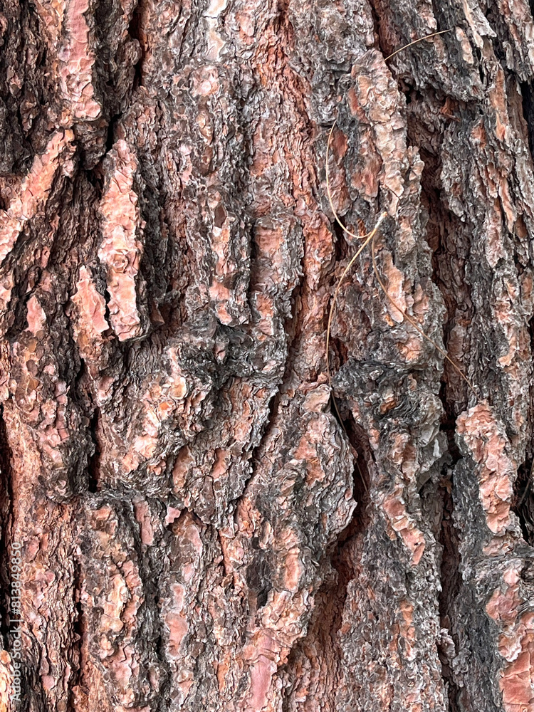 Rough bark of a big California pine tree Rough bark of a big California pine tree