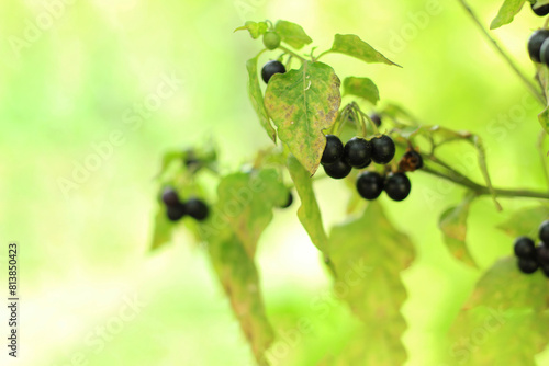 Bilde på lerret The black nightshade (Solanum nigrum) poisonous weed