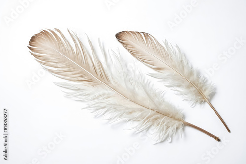 Two Delicate Feathers on a White Background