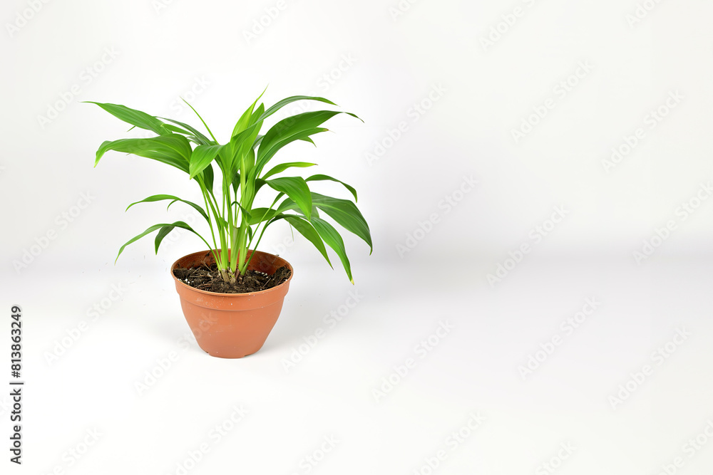 Aspidistra elatior with green leaves on a pot over white background. Potted house plants, green home decor, care and cultivation Aspidistra elatior with green leaves on a pot over white background. Potted house plants, green home decor, care and cultivation