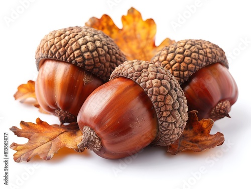 some acorns, realistic and vibration colors on a white background