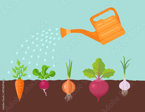 Watering garden. Vector cartoon flat illustration of root vegetables in soil and irrigation watering can.