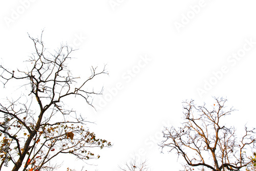 Silhouette isolated tree dry branches with white background.