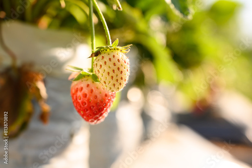 Sweet strawberry. Fresh ripe organic strawberries on the branch in plantation with copy space.