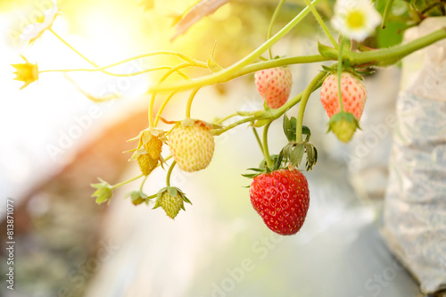 Sweet strawberry. Fresh ripe organic strawberries on the branch in plantation with copy space.