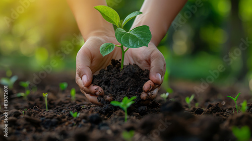 The photo shows a person holding a small plant in their hands. The plant is being held in a cupped hand with dirt. The background is blurred.
