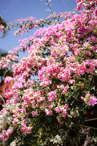 Large Bite with Pink Flowers on Blue Sky