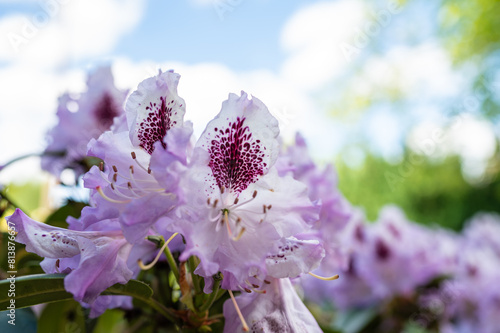 Lila Rhododendron in voller Blüte im Sommer