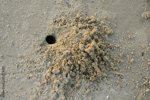 Tropical crabs on African beach running and digging holes under the sand