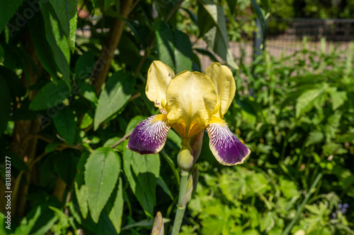 Blühende Iris / Schwertlilie in gelb und lila im Sommer