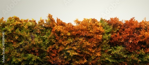 Autumnal hedges captured in a copy space image