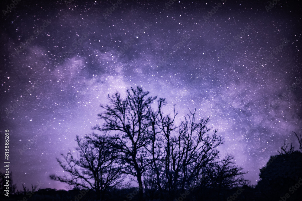 Naklejka premium infrarouge en arbre