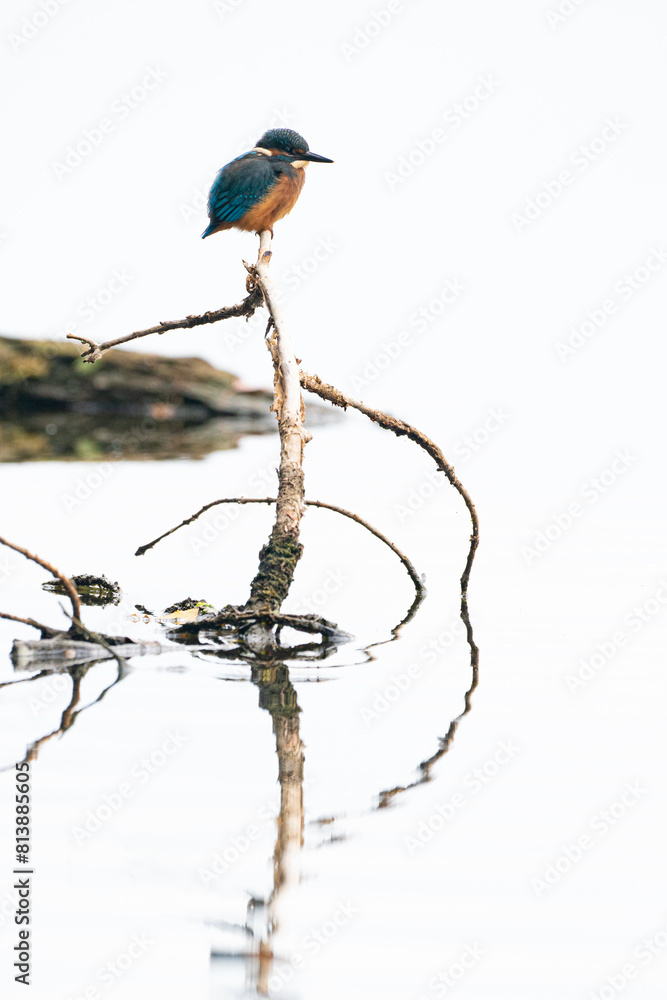 Fototapeta premium l'attente du Martin pêcheur