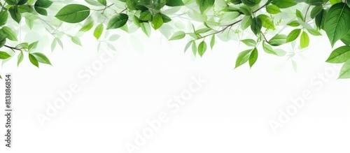 A white background with vibrant green leaves and branches that create ample copy space image © Ilgun