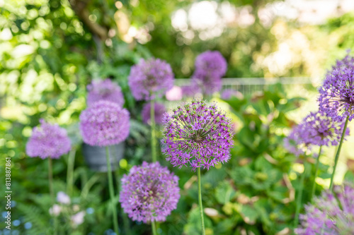 Lila Blüten von Allium im Sommer