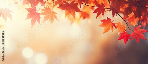 Vintage tone copy space image of sunlight illuminating yellow and red maple leaves in autumn