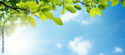 A sunny blue sky serves as the backdrop for a tree branch adorned with green leaves creating a summer themed image with ample space for additional content