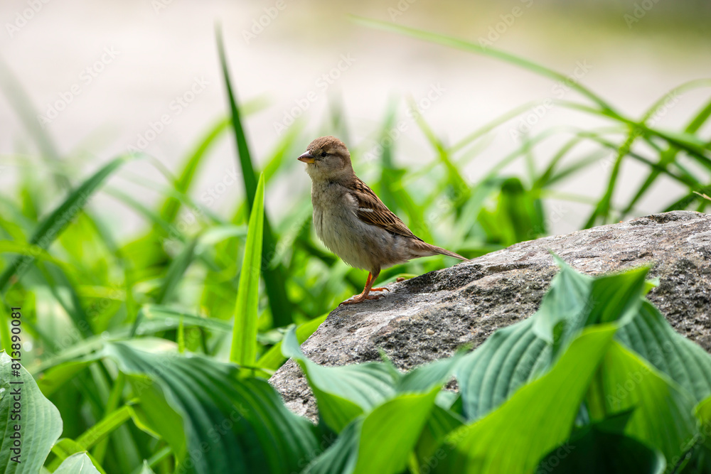 House Sparrow House Sparrow