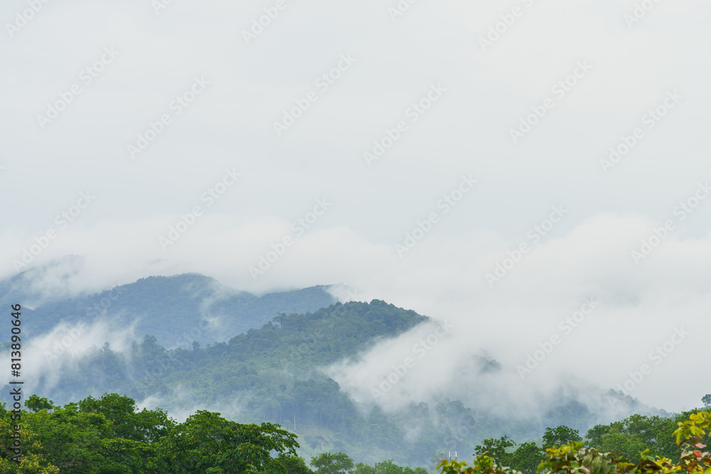 Obraz premium Forest and morning fog