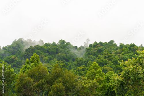 Mountain covered with green trees