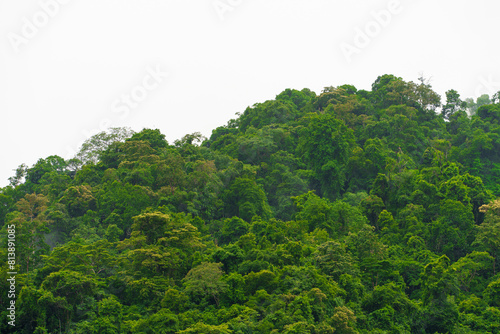 Mountain covered with green trees