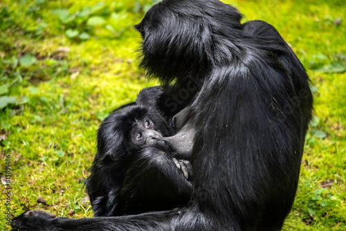 Siamang Monkey with baby