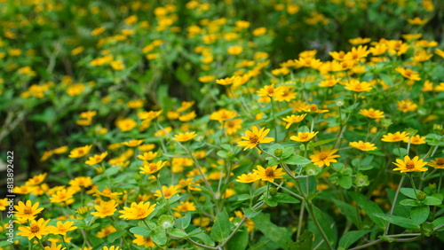 field of butter daisy flowers photo
