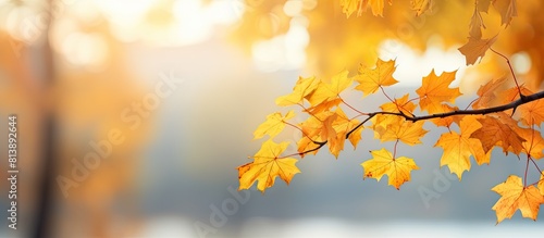 A vivid autumn scene with yellow maple leaves adorning a tree against a blurred background creating a golden atmosphere in the park It is a widescreen image with ample copy space