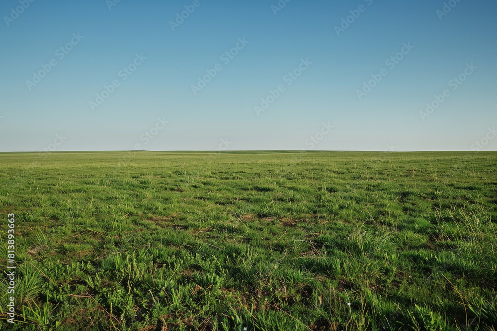 barren green meadow in the heat of summer barren green meadow in the heat of summer