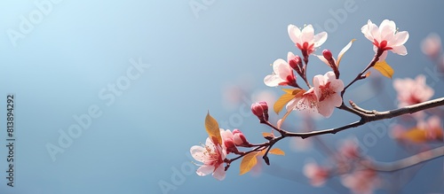 In spring an image of a blooming bud of flowers is captured with copy space