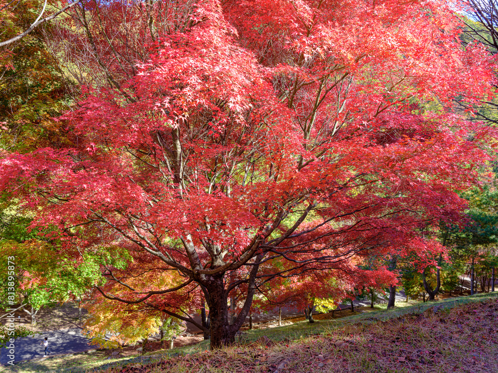 もみじ湖(箕輪ダム)の紅葉 もみじ湖(箕輪ダム)の紅葉