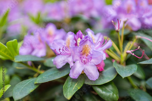Lila orange Rhododendron in voller Blüte im Sommer