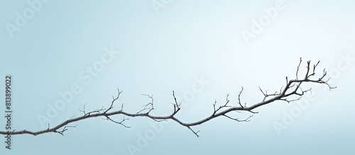 The image shows a branch extending into the sky with a white background. Copy space image. Place for adding text and design