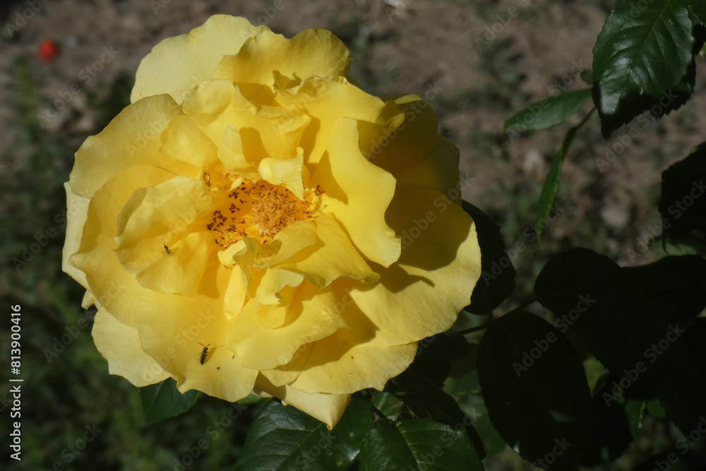 Rosa