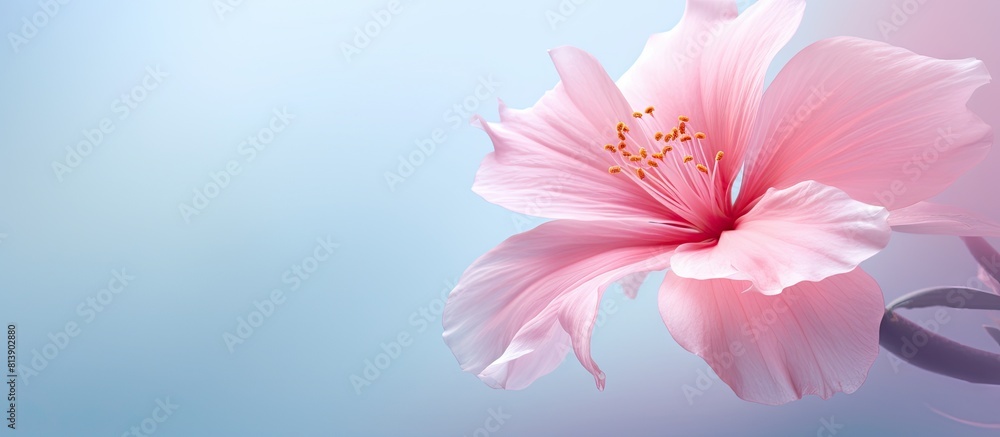 A softly focused pink flower in full bloom with ample copy space for text or other elements A softly focused pink flower in full bloom with ample copy space for text or other elements