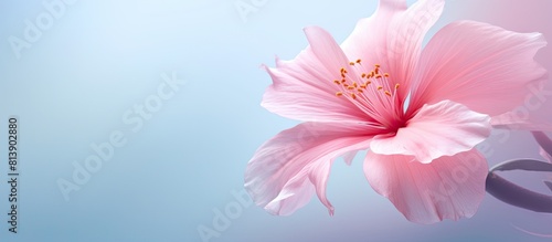 A softly focused pink flower in full bloom with ample copy space for text or other elements