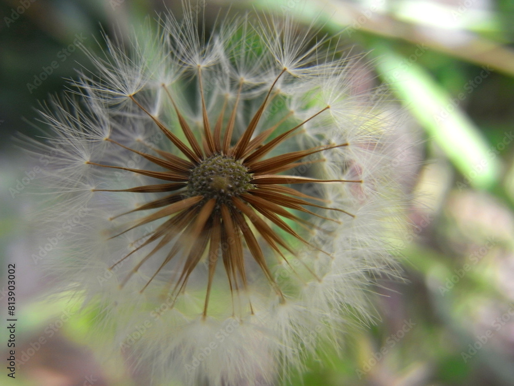 Fototapeta premium Seme