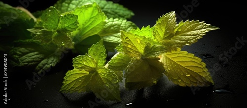 The transformation of catnip leaves from green to brown beautifully captured in a closeup copy space image photo