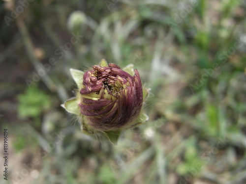 Dente di leone photo