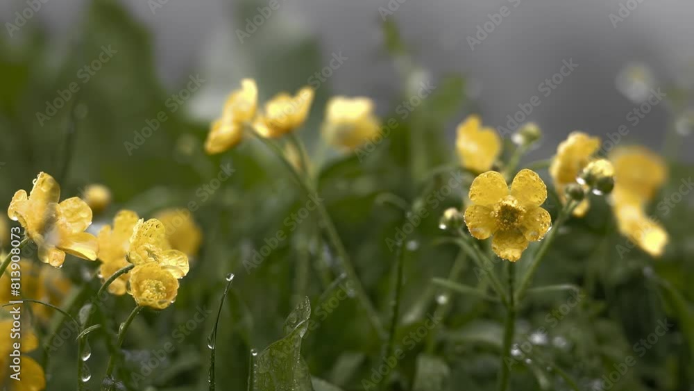morning dew, grass and flowers, close-up, macro morning dew, grass and flowers, close-up, macro