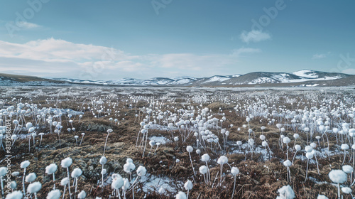 barren winter landscape dotted with white blooms
