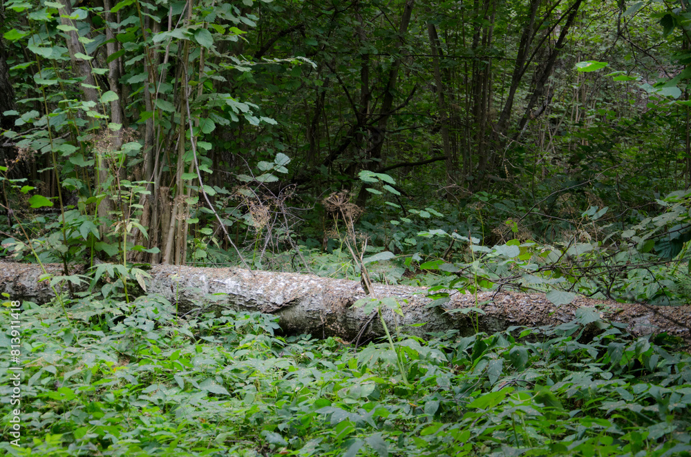 Fallen tree in the forest. A fallen tree in the forest. Fallen tree in the forest. A fallen tree in the forest.