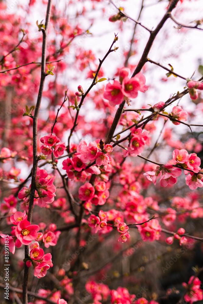 Pink Flowers Background: Vibrant Floral Display Pink Flowers Background: Vibrant Floral Display