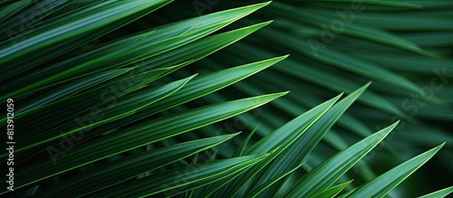 Close up image of green palm branches allowing for ample copy space