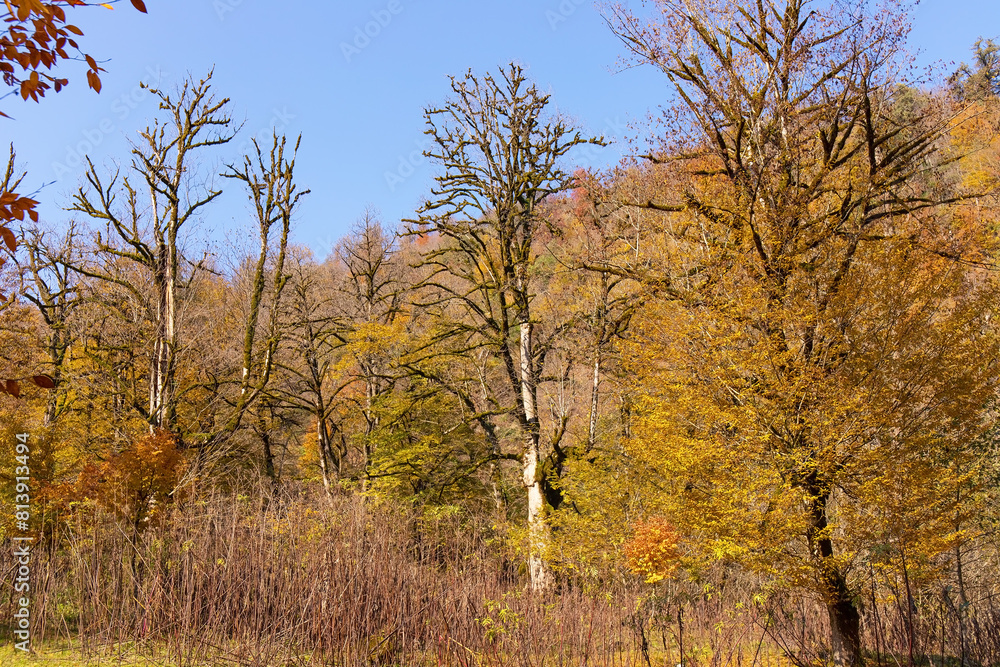 Yellow leaves in the forest on the ground. Yellow leaves in the forest on the ground.